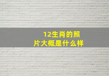 12生肖的照片大概是什么样