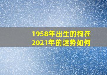 1958年出生的狗在2021年的运势如何