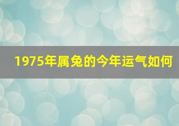 1975年属兔的今年运气如何