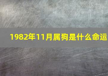 1982年11月属狗是什么命运