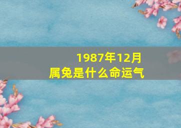 1987年12月属兔是什么命运气