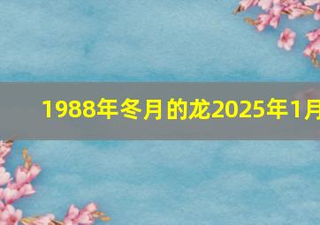 1988年冬月的龙2025年1月