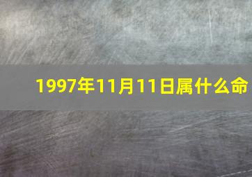 1997年11月11日属什么命