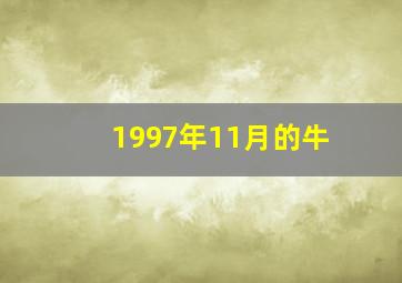 1997年11月的牛