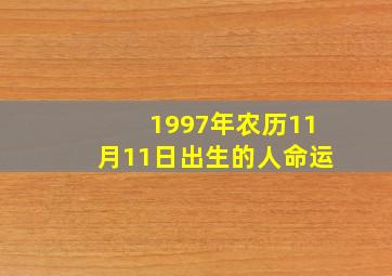 1997年农历11月11日出生的人命运