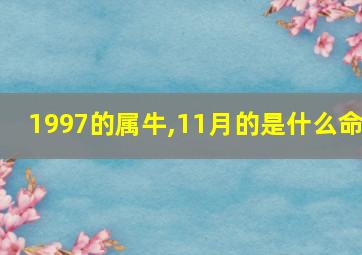 1997的属牛,11月的是什么命