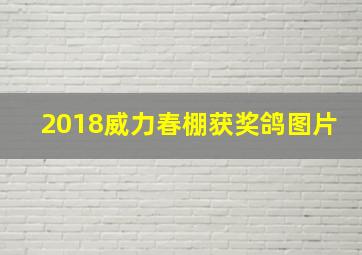 2018威力春棚获奖鸽图片