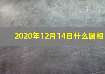 2020年12月14日什么属相