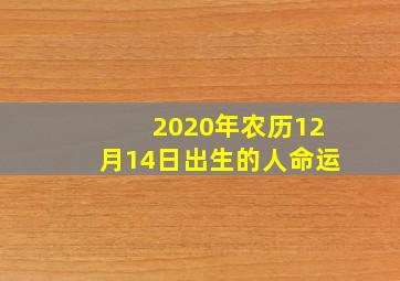 2020年农历12月14日出生的人命运