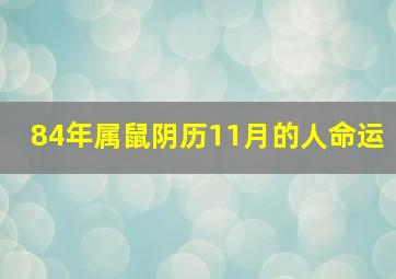 84年属鼠阴历11月的人命运