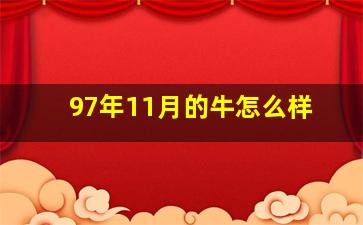 97年11月的牛怎么样