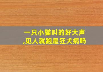 一只小猫叫的好大声,见人就跑是狂犬病吗