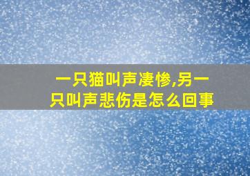 一只猫叫声凄惨,另一只叫声悲伤是怎么回事