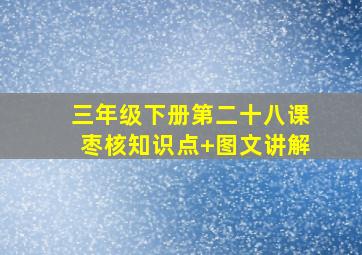 三年级下册第二十八课枣核知识点+图文讲解