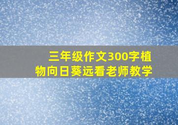 三年级作文300字植物向日葵远看老师教学