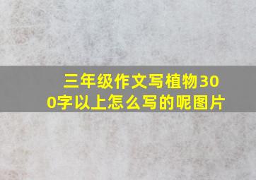 三年级作文写植物300字以上怎么写的呢图片