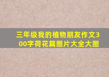 三年级我的植物朋友作文300字荷花篇图片大全大图