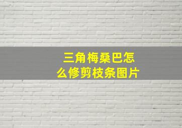 三角梅桑巴怎么修剪枝条图片