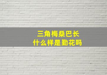 三角梅桑巴长什么样是勤花吗