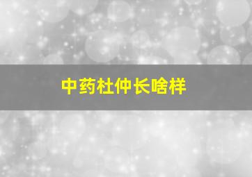 中药杜仲长啥样