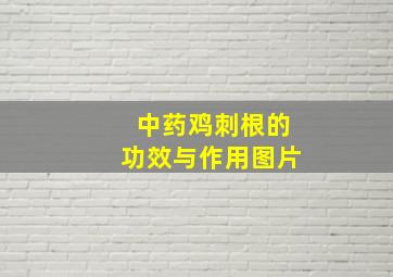 中药鸡刺根的功效与作用图片