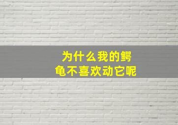 为什么我的鳄龟不喜欢动它呢