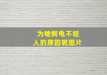 为啥鳄龟不咬人的原因呢图片