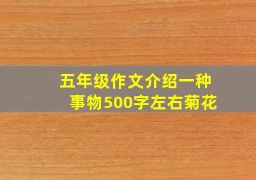 五年级作文介绍一种事物500字左右菊花