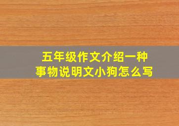 五年级作文介绍一种事物说明文小狗怎么写