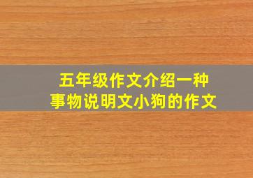 五年级作文介绍一种事物说明文小狗的作文