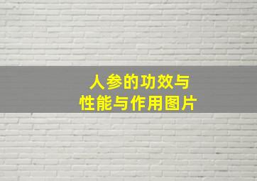 人参的功效与性能与作用图片