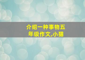 介绍一种事物五年级作文,小猫