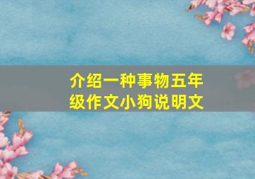 介绍一种事物五年级作文小狗说明文