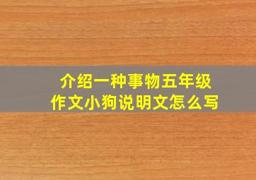 介绍一种事物五年级作文小狗说明文怎么写