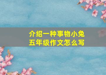 介绍一种事物小兔五年级作文怎么写