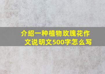 介绍一种植物玫瑰花作文说明文500字怎么写