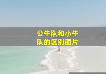 公牛队和小牛队的区别图片