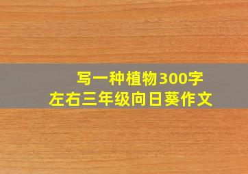 写一种植物300字左右三年级向日葵作文