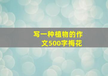 写一种植物的作文500字梅花