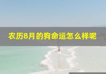 农历8月的狗命运怎么样呢