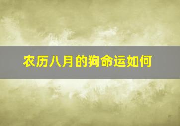 农历八月的狗命运如何