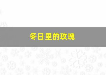 冬日里的玫瑰