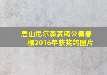 唐山尼尔森赛鸽公棚春棚2016年获奖鸽图片