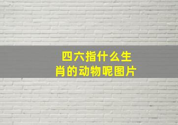 四六指什么生肖的动物呢图片