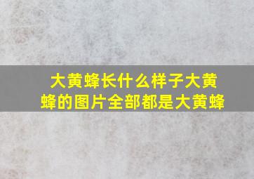 大黄蜂长什么样子大黄蜂的图片全部都是大黄蜂