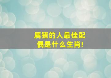 属猪的人最佳配偶是什么生肖!