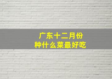 广东十二月份种什么菜最好吃