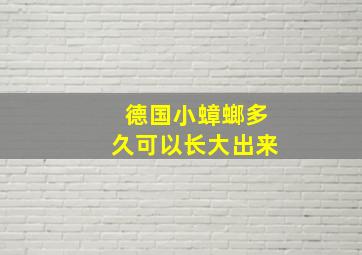 德国小蟑螂多久可以长大出来