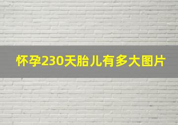 怀孕230天胎儿有多大图片