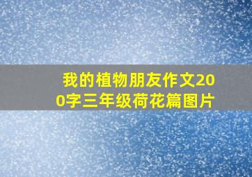 我的植物朋友作文200字三年级荷花篇图片